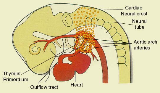 13. ábra Dúcléc eredetű neurális sejtek (cardiac neural crest) vándorlása a szélkazán artériák felé csirkeembrióban.