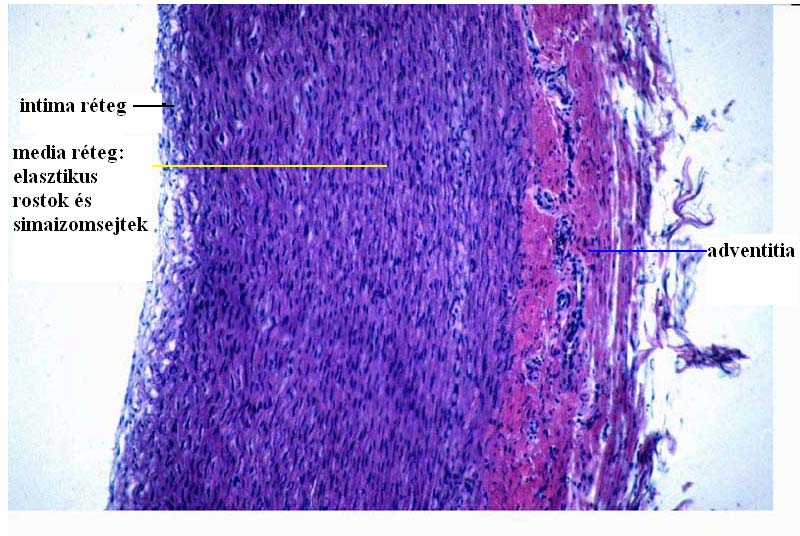 1. Előzmények 1.1. A nagyartériák elaszticitásának keringésélettani szerepe A szívhez közeli nagyartériák (aorta, a. carotis, a.