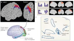 Meyer-Lindenberg et al., 2006 Szkizofrénia Gyakoriság: 0.