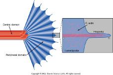 tubulin + LIS1