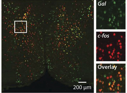 Galanin neuropeptid van jelen a c-fos-aktivációt mutató neuronokban Wu, Autry, Bergan, Watabe,