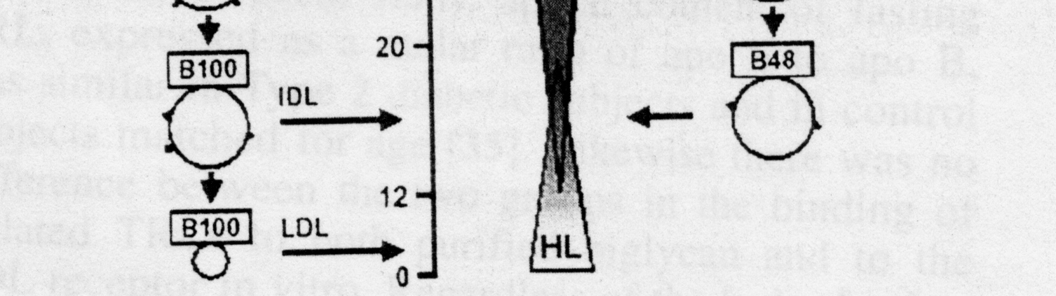 (triglyceride rich lipoproteins)