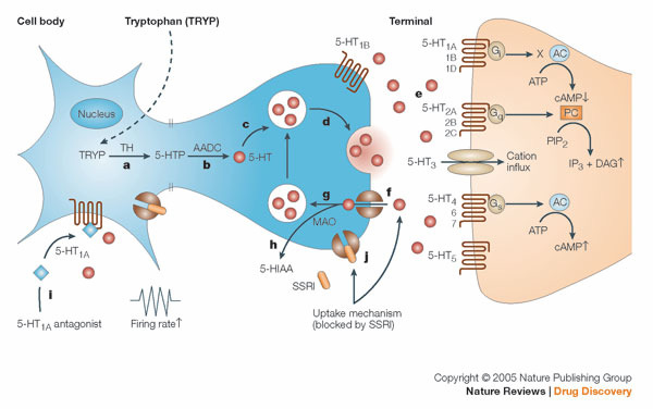 Serotonin