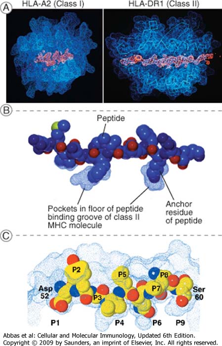 peptidek horgony -aminosavai és a