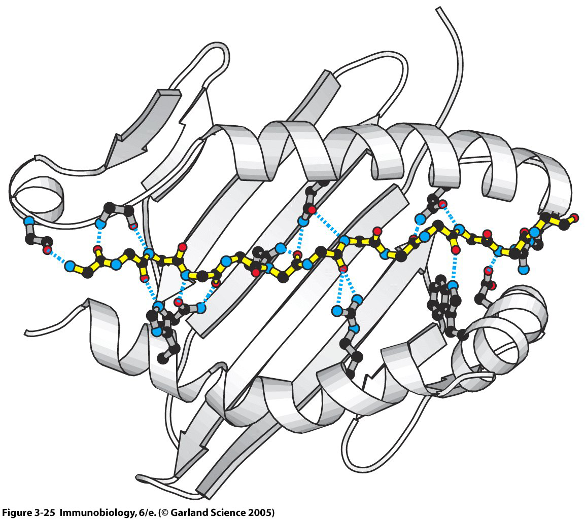 Az MHC-I és MHC-II peptid kötése MHC-I