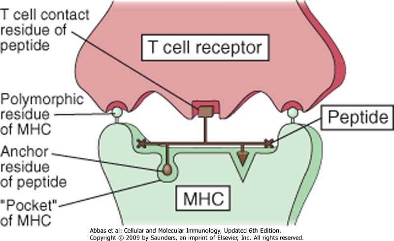 Az MHC-I és MHC-II peptid kötése 1 MHC molekula 3-500 különböző peptidet köthet meg amelyek a kulcspozícióikban tartalmazzák a megfelelő horgony -