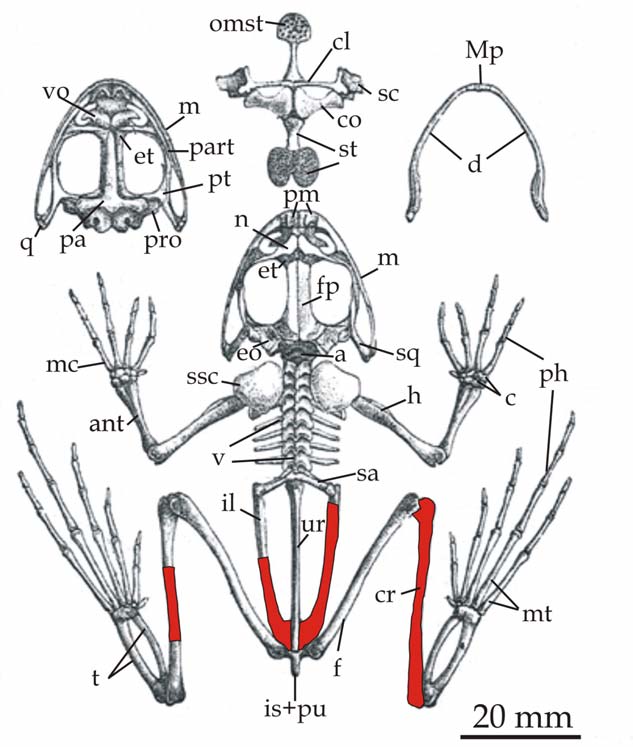 8. ábra A béka csontváza és koponyaelemei (wikimedia.org után módosítva).