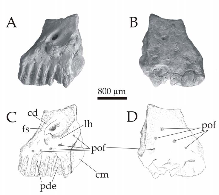 A premaxilla labialis oldalán látható egy viszonylag nagy, kerek foramen az umbohoz közel, mely a lingualis oldalon található foramen suprapalatalissal szemben helyezkedik el.