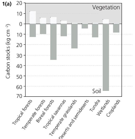 Vegetáció és talaj széntartalma mérsékeltövi füves területek