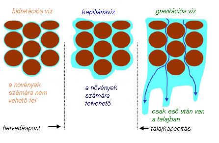 kifejezett