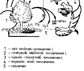 ÖKOSZISZTÉMÁK TÁPLÁLÉK