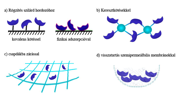 felosztás alapja lehet a hordozó típusa, vagy akár az enzim és a hordozó közötti kötés jellege (18. ábra). 18. ábra Az enzimrögzítés fizikai és kémiai módszerei 8 Az immobilizálás történhethiba!