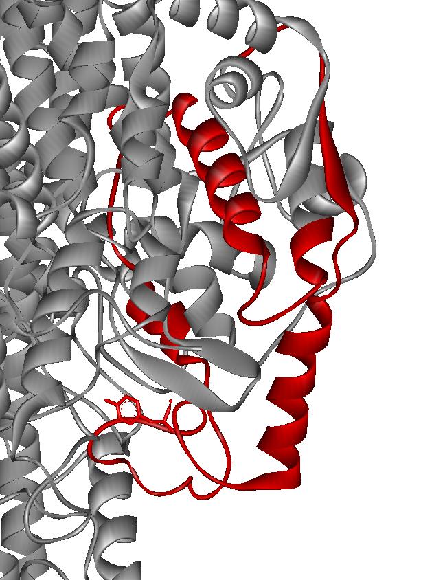 A növényi PAL röntgenszerkezet 61 módosításával modelleztük az általunk aktívnak vélt loop konformációt.