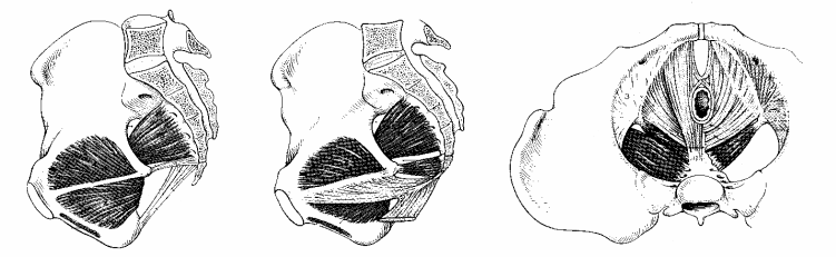 8 A gátizmokról részletesebben: (1) M. levator ani (rr.musculares plex. pudendohemorrhoidalis) - origo insertio: o lig.
