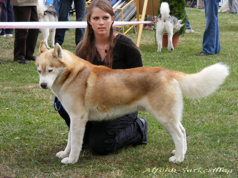 McMounty (Teny& Csabáné) - nem jelent Kids Krisztina) of thehusky - Buniq Snow-storm CACIB Diamond Lady Krisztián, Varga Krisztián, - Szibériai Kölyök Havasfalka Szépe Mefisto (Teny+ Németh Zoltán)?