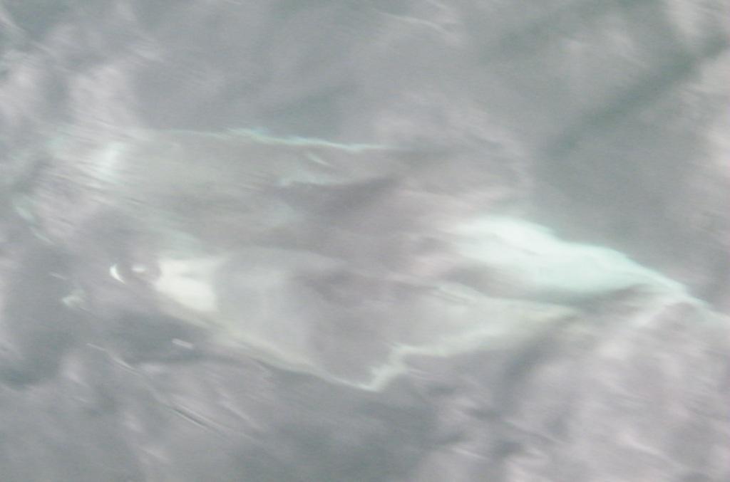 2012. augusztus 12. vasárnap Reggel Siglufjördurból indultunk és a korai órákban ismét összefutottunk egy delfincsapattal.