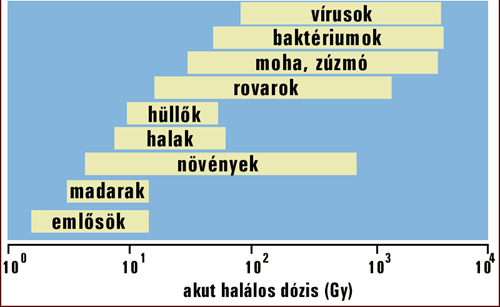 A radioaktív sugárzások egészségügyi hatásai Determinisztikus hatások: a sugárterhelést követően rövid időn belül, kimutathatóan annak hatására következik be Sztochasztikus hatások: jóval hosszabb