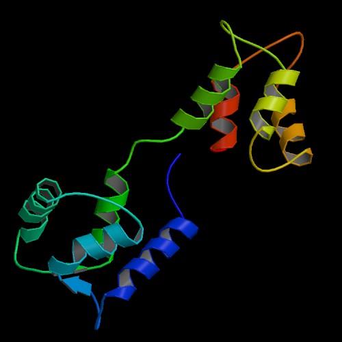 A kalmodulin szerkezete Ca 2+ mentes CaM Bax et al. at.struct.biol.