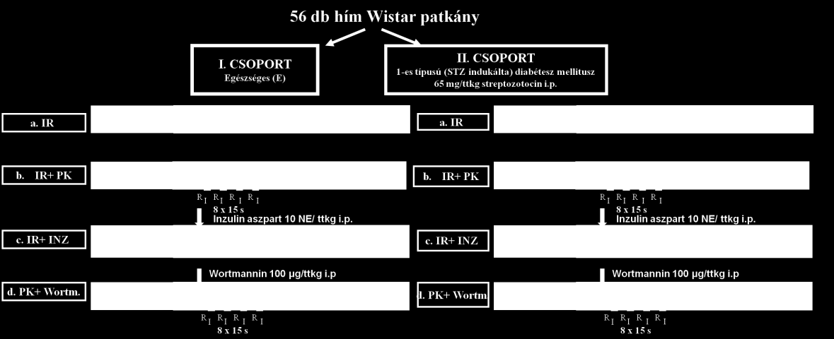 farokvégből nyert vérből, Accu Chek Active (Roche, Magyarország) vércukorszintmérő készülékkel rendszeresen mértük.