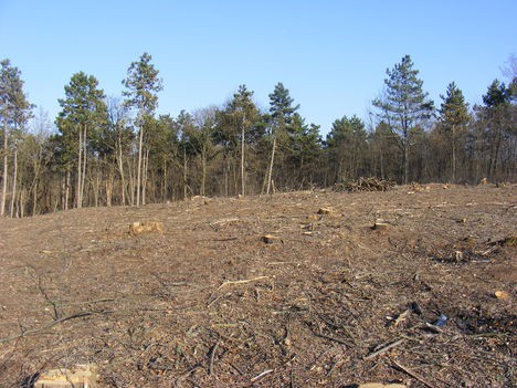 Az illúziók eloszlatása > Megújuló (vagy annak hitt) energiaforrások kimerítése is lehetséges lokálisan a túlhasználat által: erdőirtás, intenzív biomassza termesztés okozta talajpusztulás, termálvíz