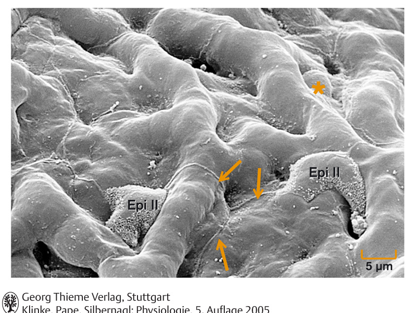 (1 cm/perc) Csillószőrös hám mirigysejtekkel