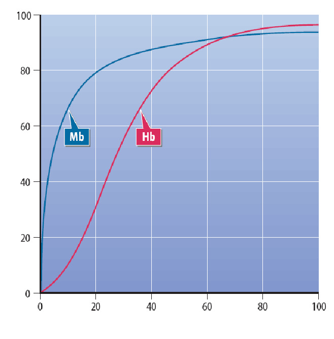 Hemoglobin (64 kda) 4 alegységből épül fel, ezek mindegyike egy polipeptid láncból és az ahhoz kötött vastartalmú (Fe 2+ ) porfirinszármazékból, a HEMből áll.