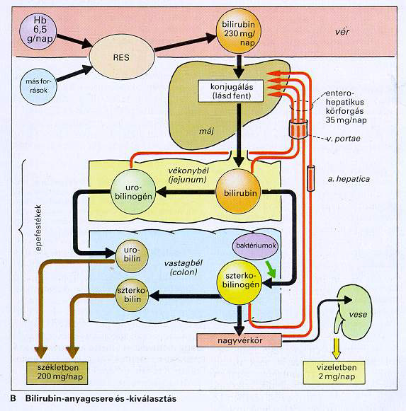 Icterus (sárgaság) Oka: hyperbilirubinaemia a bilirubin bekerül a szövetekbe (sclera, bőr) norm: bilirubin: 5-17 µmol/l sárgaság: bilirubin > 34-43 µmol/l a) hemolitikus ~ : fokozott hemolízis;