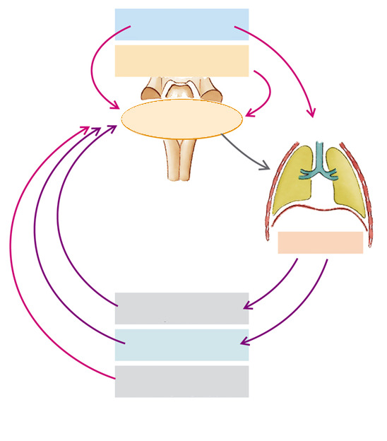A légzés kontrollköre kéreg akarat, munka agytörzs érzelmek, hő Ritmusgenerátor légzőizmok tüdő és mellkas mechanoreceptorai kemoreceptorok mechanoreceptorok