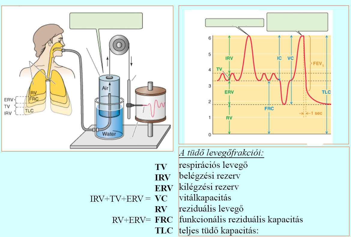 Néhány, légzéssel kapcsolatos kifejezés pneuma - légzés, lélegzett levegő pulmo- - tüdő eupnoe - nyugodt légzés bradypnoe - lassú légzés tachypnoe - gyors légzés dyspnoe - nehézlégzés ortopnoe -