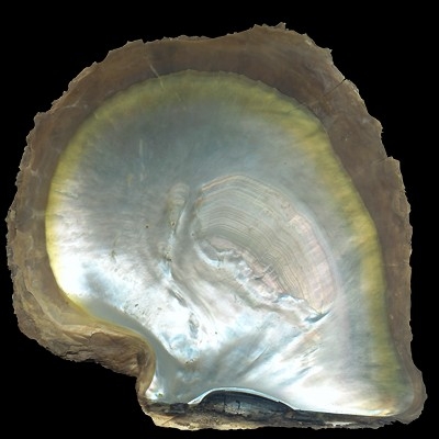 Kagylók osztálya (Classis Bivalvia) Fajszám: kb.
