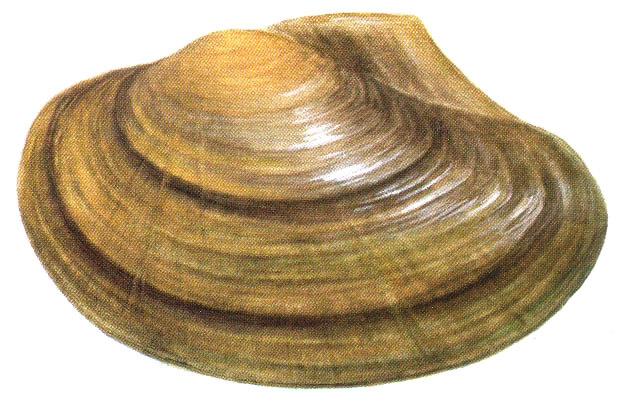 Tavi kagyló (Anodonta cygnea) Amurkagyló (Anodonta woodiana) Egyik legismertebb édesvízi kagylófajunk a tavi kagyló. Hosszúsága 100 200 mm, magassága 45 100 mm, vastagsága 40 60 mm.