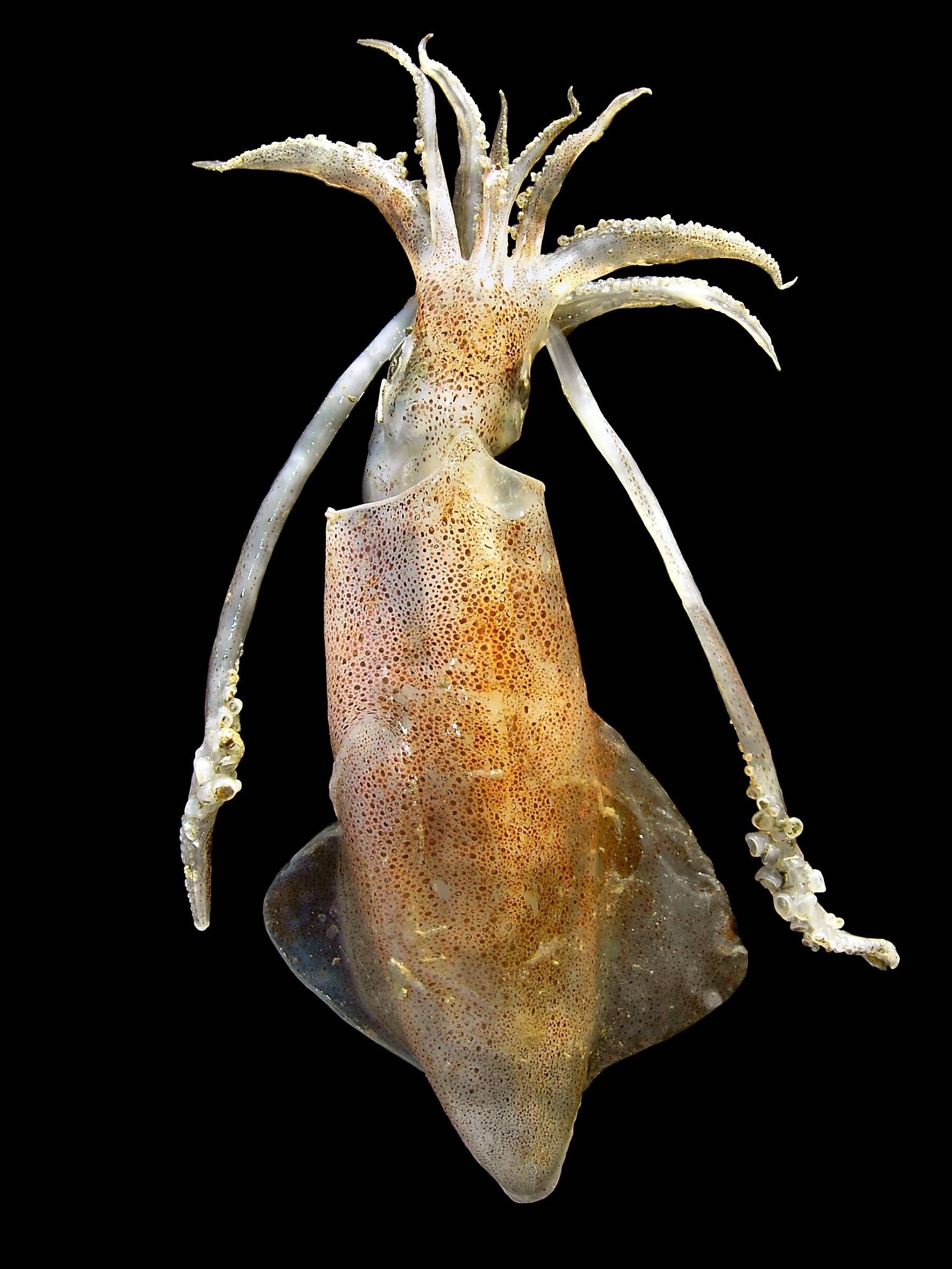 Közönséges kalmár (Loligo vulgaris) A karokkal együtt eléri a félméteres hosszúságot. Hátoldala kárminvörös, apró kerek foltok díszítik. Karcsú torpedó alakú teste van.