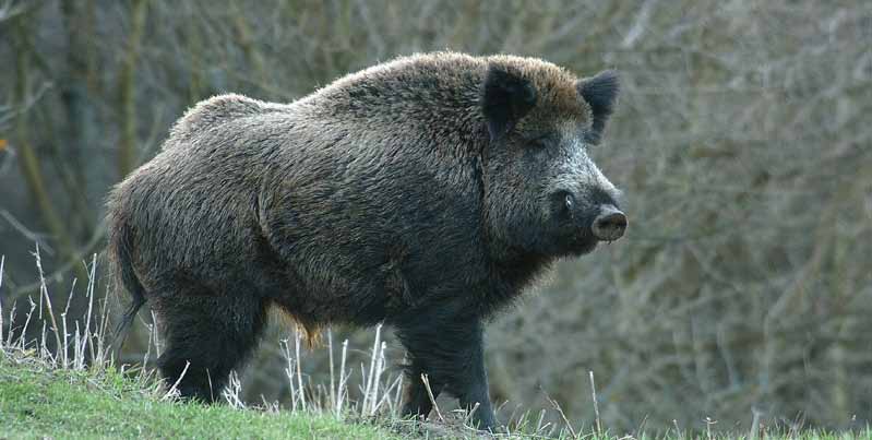 Koca (50 kg-tól), Kan (11,95 cm-ig) Bache (ab 50 kg), Keiler (bis 11,95 cm) Sow (from 50 kg), Tusker (up to 11,95 cm) 420.- Süldő (20-49 kg) Überläufer (ab 20 kg bis 49 kg) Pig (20-49 kg) 260.