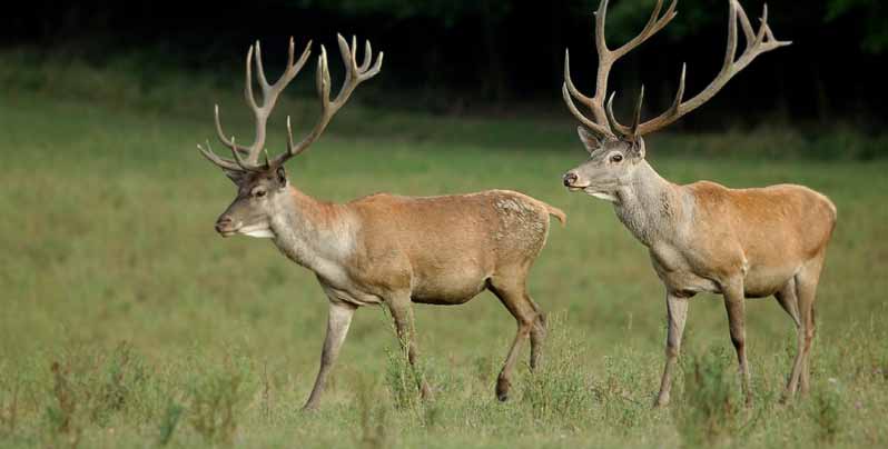 Tehén, ünő elejtés Abschuss von Alttier, Schmaltier Shooting rate of Hind, young Hind 160.- Borjú elejtés Abschuss von Kalb Shooting rate of calf 130.- Vadászati idény Jagdzeit Hunting season 09.01.