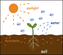 A szénhidrátok szintézise, felépítése Csak a növények képesek rá: 6CO2 + 6H2O =