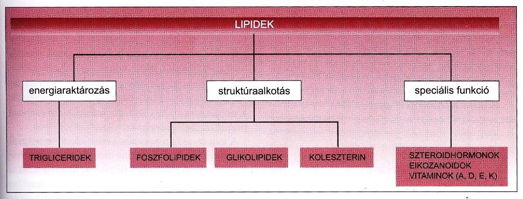 A lipidek általános jellemzése Eltérő felépítésű és funkciójú molekulák Vízben nem vagy csak nagyon rosszul oldódnak (apoláros oldószerekben oldódnak) Feladatai: -