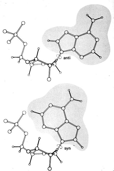 A β-glikozidkötéshez