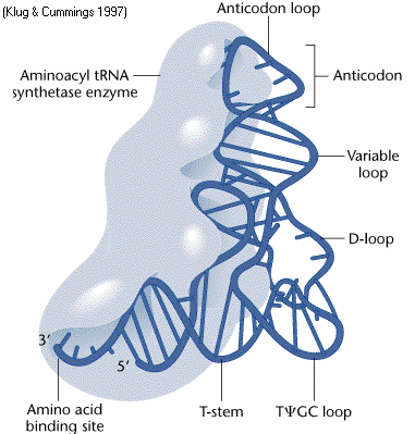 Aminosav