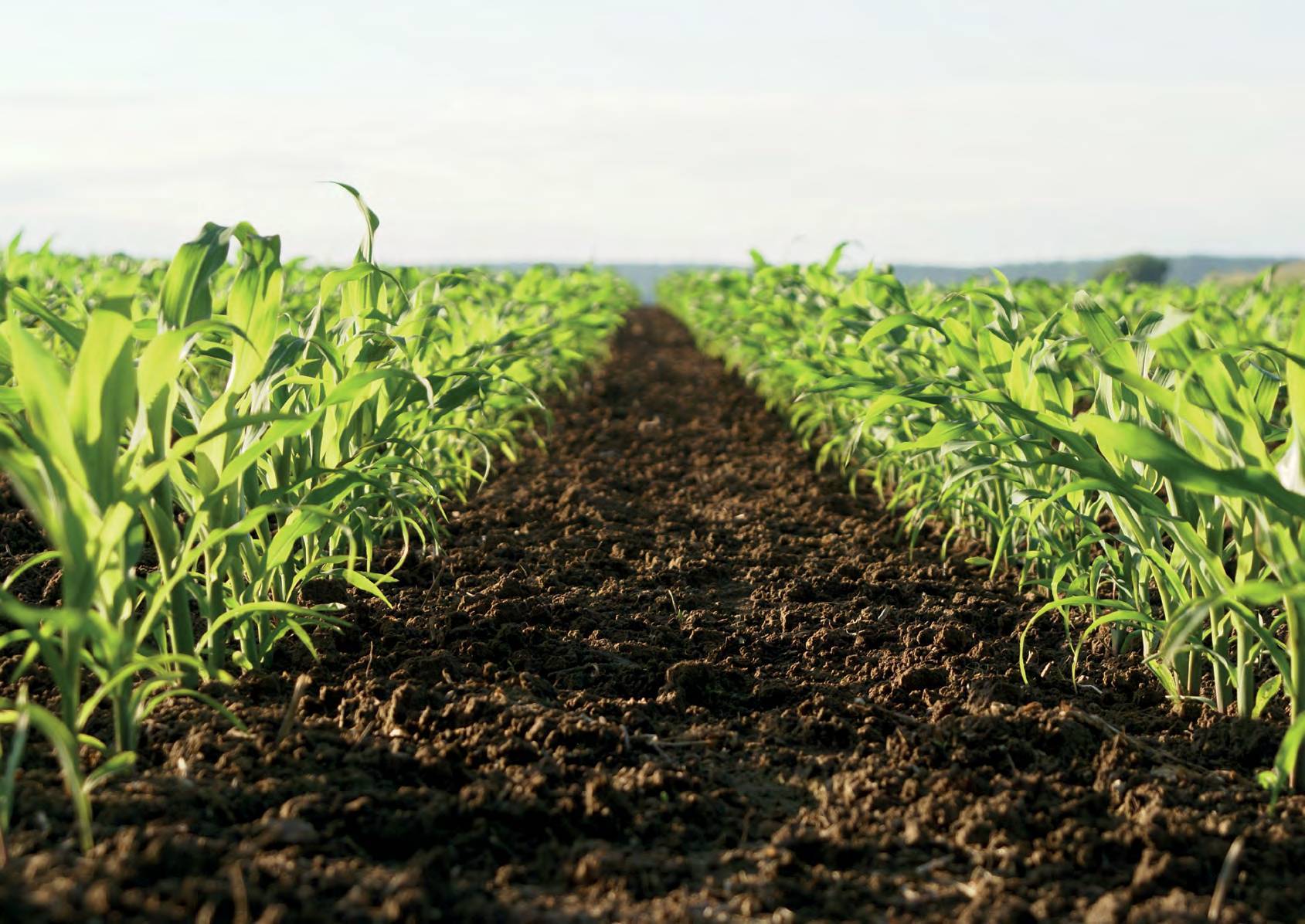 További KWS kukorica hibridek Hibrid FAO Hasznosítás Ajánlott tőszám 1000/ha 22 További KWS kukorica hibridek ATLETAS 250-300 75-85 KARNEVALIS