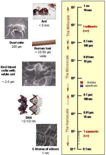 Szerkezet Dinein karok Biomolekuláris funkcionális modell: In vitro motilitási próba Dinein MT Sejtmembrán Külső mikrotubulus duplex Küllő Belső mikrotubulus duplex Dinein kar F = γv = 6rπηv