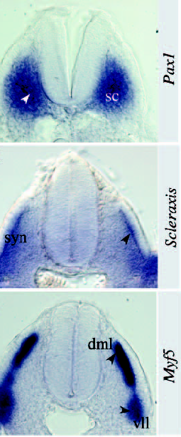 sclerotome syndetome myotome Shahragim Tajbakhsh Current Opinion in Genetics &