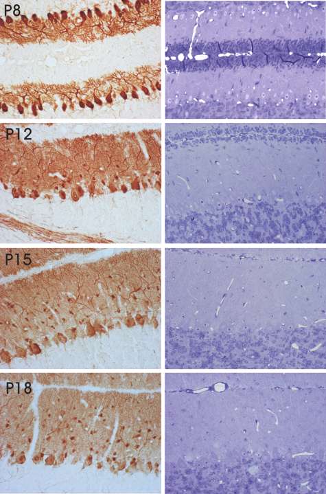 Parvalbumin immunreaktív sejtek a fejlődő kisagykéregben