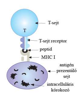 vírusfertőzött sejtek belsejében megjelenő virális eredetű fehérje antigének fragmentumai is így válnak láthatóvá a CD8+ citotoxikus T sejtek számára.