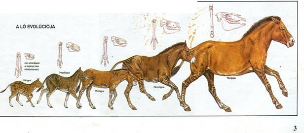 Rajtengedély vizsga MLSZ Western Szakága 2008 I. A LÓ 1. Eredet, rokonság A lovak ősei 60 millió évvel ezelőtt kicsi, tömzsi, róka nagyságú, ötujjú állatok voltak, erdős, mocsaras területeken éltek.