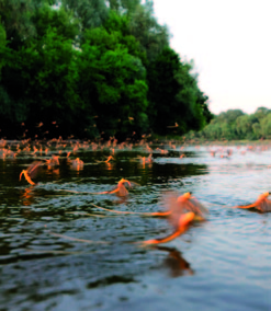 EN RO The River Maros as an ecological channel between two countries Râul Mureş, un culoar ecologic între două ţări The River Maros springs at Marosfő in the Eastern Carpathians and reaches the