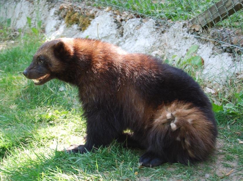 első állat: második