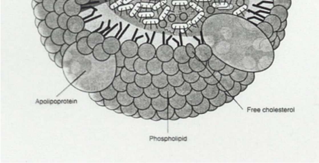 apoláros triglicerid és koleszterinészter molekulák alkotják, ekörül a felszíni réteg koleszterinből, foszfolipidekből és fehérjékből (apolipoproteinekből) épül fel. (14