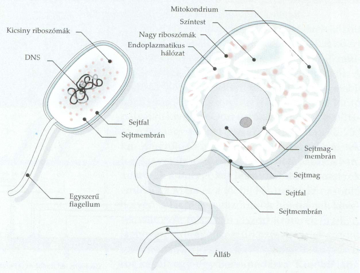 Pro és eukarióta sejt rokarióta sejt Eukarióta sejt,2-10 µm -10-100 µm