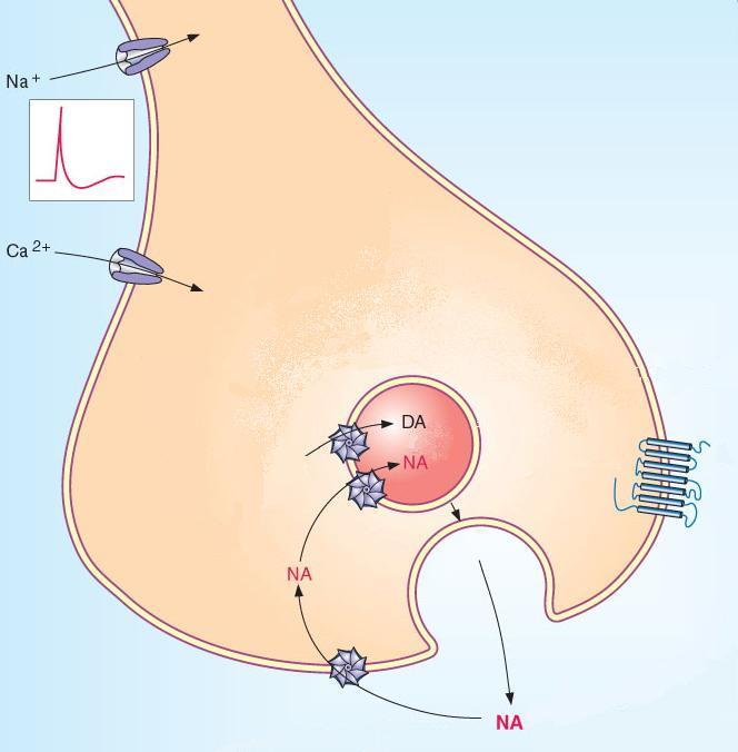 Adrenerg neuron-blokkoló szerek Guanethidin Hatás: - kezdetben vérnyomást emel (noradrenalin-felszabadulás a vezikulákból) - hosszú szimpatikus gátlás