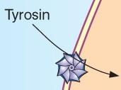 Adrenerg transzmisszió Tyrosine MAO-Inhibitors NH 2 CH 2 CH CO Reserpine Dopa NH 2 CH 2 CH CO Dopamine NH 2